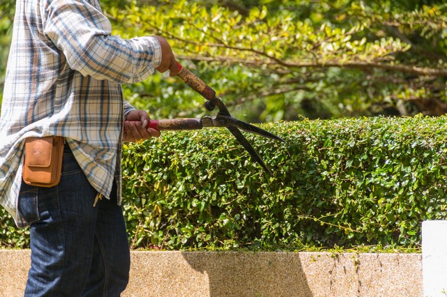 Garden Maintenance New Cross Gate, New Cross, SE14